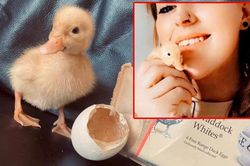 Người phụ nữ ấp vịt con làm thú cưng từ trứng mua trong siêu thị