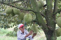 Thâm canh sầu riêng thích ứng biến đổi khí hậu