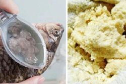 5 thứ tưởng vô dụng chúng ta vứt đi hàng ngày là 'sát thủ' chống ung thư cực mạnh