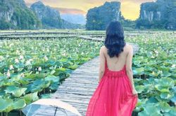 Đẹp lụi tim con đường gỗ giữa cánh đồng sen đang nở rộ ở Ninh Bình