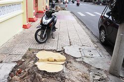 Chặt hạ 2 cây hoa sữa trên đường Nguyễn Trãi để phục vụ mở rộng đường