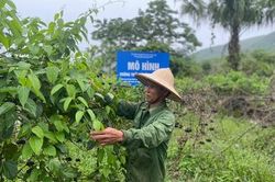 Hiệu quả từ mô hình trồng cây sachi ở huyện Thanh Sơn