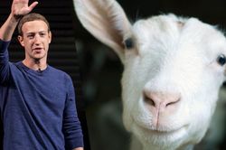 Người dùng Internet cắt nghĩa tên 2 con dê của CEO Facebook