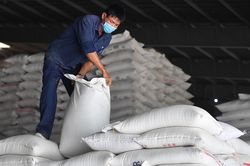 Philippines nhập nhiều gạo Việt Nam