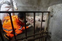 Philippines ban bố tình trạng thảm họa vì dịch cúm lợn châu Phi