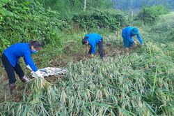 Người dân chung tay gặt lúa đổ sau bão cho các gia đình có hoàn cảnh khó khăn