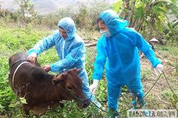 Mộc Châu phòng, chống bệnh viêm da nổi cục ở trâu, bò