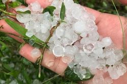 Mưa đá ở Phú Thọ, 640 ha lúa bị gãy đổ