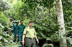 Chủ động phòng cháy, chữa cháy rừng