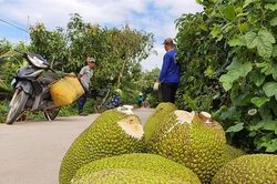 Trồng mít tràn lan, rủi ro sớm đến