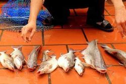 Hành trình săn loài cá dữ, giá nửa triệu đồng/kg chỉ có ở sông Đà