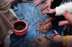 Clip: Truyền thống trị liệu bằng đỉa hàng nghìn năm ở Kashmir