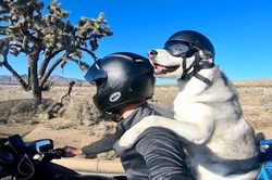 Chú chó husky 10 năm phượt khắp Mỹ