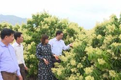 Chính phủ đồng ý cho người nước ngoài nhập cảnh vào Bắc Giang thu mua vải thiều