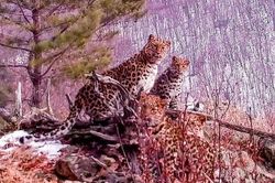 Camera giấu kín chụp được ảnh báo Amur siêu quý hiếm