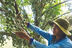 Trái dâu trên Phụng Hoàng Sơn