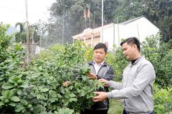 Hàm Yên giảm nghèo để xây dựng nông thôn mới