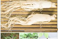 Chứng hư lao và bài thuốc bổ khí, dưỡng huyết
