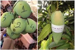 Dở khóc dở cười với chiêu độc lạ chống lại nạn 'xoài tặc'