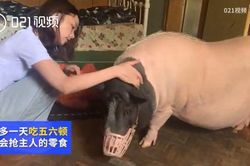 Mua lợn siêu nhỏ về làm thú cưng sau 3 năm trở thành 'quái vật'
