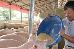 Giá lợn hơi giảm kỷ lục, người nuôi lao đao