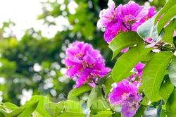 Bằng lăng tím rợp trời Hà Nội