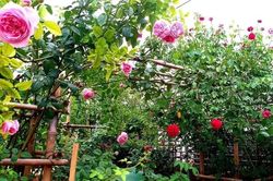 Mẹ rơi nước mắt khi đọc nhật ký của con