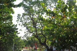 Cây di sản - cột mốc chủ quyền trên quần đảo Trường Sa