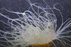 CLIP: Loài động vật săn mồi nguy hiểm có vẻ ngoài như một bông hoa