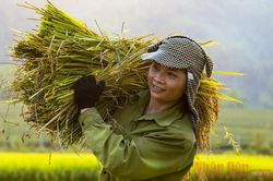 Ngày mùa ở huyện miền núi Anh Sơn