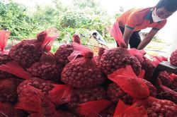 Hành tím Vĩnh Châu bán chạy trên sàn thương mại điện tử, mỗi ngày từ 3-5 tấn