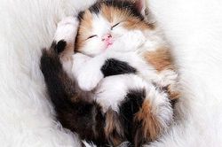 Chiêm ngưỡng những khoảnh khắc cực kỳ đáng yêu của mèo con