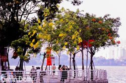 Hà Nội: Muồng hoàng yến phủ sắc vàng tươi quanh hồ Tây