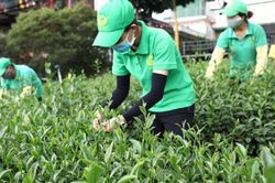 Kim ngạch xuất khẩu chè tăng 8%