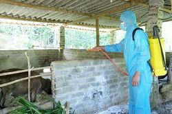 Xuất hiện trở lại bệnh dịch tả lợn châu Phi ở huyện Thuận Châu