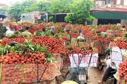 Bắc Giang lên kịch bản tiêu thụ 180.000 tấn vải thiều