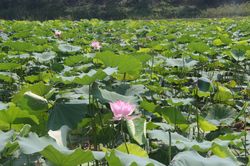 Nghệ An: Xã Kim Liên phát triển cây sen gắn với du lịch