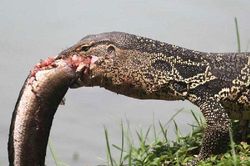 Cận cảnh kỳ đà 'ngụp lặn' dưới nước săn cá lóc