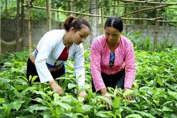 Mô hình ươm giống cây dổi nâng cao thu nhập cho phụ nữ Hòa Bình