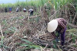 Loay hoay bài toán phát triển vùng nguyên liệu mía