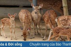 Nuôi hươu: Một gợi ý cho phát triển kinh tế hộ ở miền núi