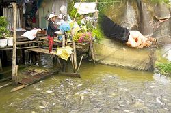 Kỳ lạ đàn cá tra 'ăn nhờ, ở đậu', bơi trên tay người phụ nữ lái đò