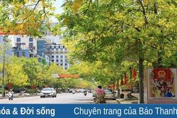 TP Thanh Hóa: Muồng hoàng yến nhuộm vàng góc phố Phan Chu Trinh