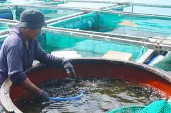 Quảng Ngãi xây dựng chương trình phát triển thủy sản bền vững