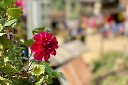 Con gái bất hiếu mới lưỡng lự khi bố ở nhờ để tránh dịch bệnh