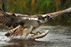 Cận cảnh màn bắt cá ngoạn mục của đại bàng
