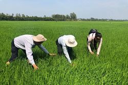 Tập trung bảo vệ vụ hè thu 2021