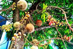 Mùi hương thành phố
