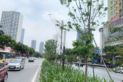 Hà Nội: Sắp thay thế hàng cây phong lá đỏ tại tuyến đường Nguyễn Chí Thanh – Trần Duy Hưng