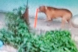 Chó Pitbull cắn chết 1 người rồi tấn công chủ trọng thương